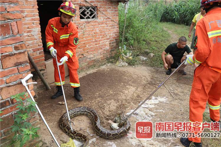 大蟒蛇闯入农民家的鸭棚，偷吃10只鸭子，居然还发现32枚蛇蛋，对此你怎么看「福建出逃蟒蛇未找到的地方」 海水养殖